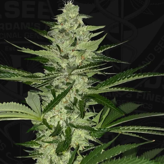 T.H. Seeds - MelonSicle