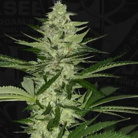 T.H. Seeds - MelonSicle